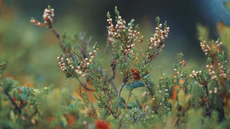 Withering-heather-flowers-in-the-autumn-tundra