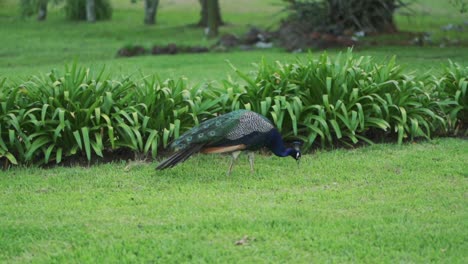 A-captive-male-peacock,-Pavo-cristatus,-strolls-through-a-green-meadow