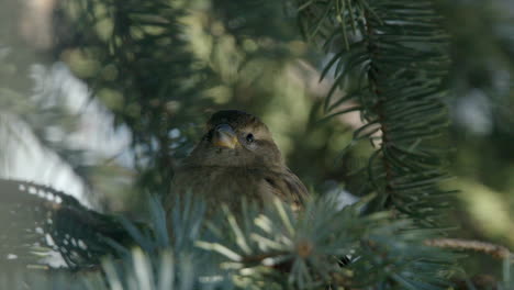 Cute-female-Sparrow-hidden-among-spruce-needle-branches,-looks-around