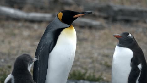 King-penguin-with-Gentoo-penguins-in-Isla-Martillo,-Ushuaia