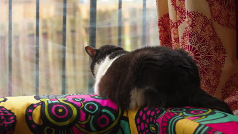 Rear-view-of-black-cat-perched-on-couch-edge-staring-out-through-window