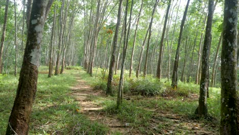 Plantation-of-Hevea-brasiliensis-trees,-Rubber-plant-Farming-industry