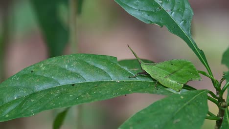 Seen-moving-on-the-leaf-with-some-soft-wind-in-the-forest,-Systella-rafflesii-Leaf-Grasshopper,-Thailand