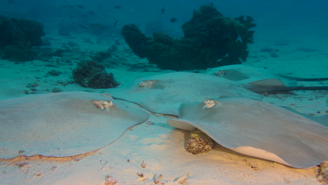 four-large-stingrays-rest-at-the-sandy-bottom-of-a-coral-reef-in-Indian-Ocean