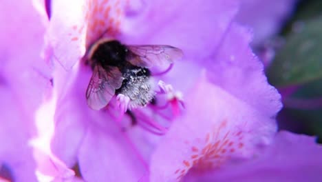 Closeup-Of-Buff-tailed-Bumblebee-Collecting-Nectar-On-Pink-Flower