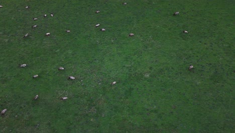 Bird's-eye-view-of-elk-herd-relaxing-on-green-pastor-in-Washington-State