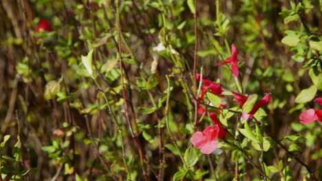 Close,-panning-shot-of-red-and-white-perennial-flowers-and-green-foliage-on-a-bright-afternoon