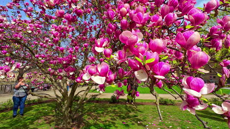 Gente-Tomando-Fotografías-De-Hermosas-Flores-Rosadas-De-Magnolia-En-El-Parque-De-Praga