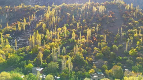 Luftaufnahme-Von-Sonnenbeschienenen-Herbstbäumen-In-Skardu,-Gilgit-Baltistan