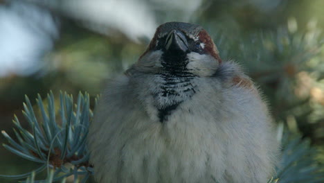 Closeup:-Fluffy-male-House-Sparrow-sits-on-spruce-tree-branch,-peeping
