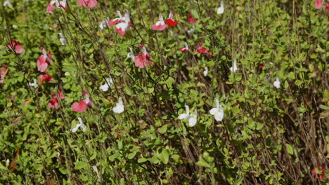 Weite-Aufnahme-Von-Roten-Und-Weißen-Mehrjährigen-Blumen-Und-Hohen-Grünen-Blättern-In-Einem-Gartenbereich-An-Einem-Klaren-Und-Hellen-Nachmittag
