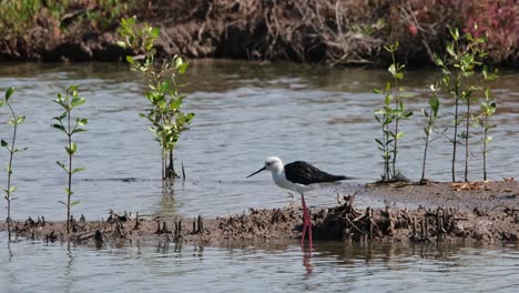 Zoomen,-Während-Der-Vogel-Nach-Links-Schaut,-Stelzenläufer-Himantopus-Himantopus,-Thailand