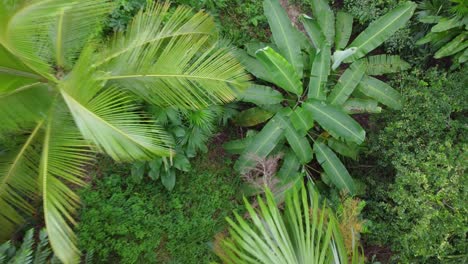 Stunning-drone-footage-descending-through-the-foliage-of-a-rainforest