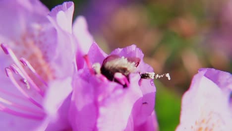 Makroaufnahme-Einer-Hummel,-Die-Sich-Von-Nektar-Einer-Violetten-Blüte-Ernährt