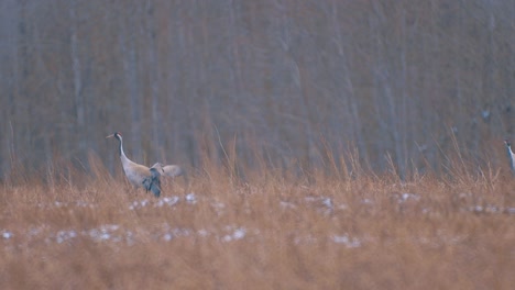 Crane-birds-on-their-way-in-the-air