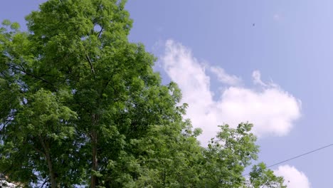 árboles-Verdes-Con-Cielo-Azul-De-Fondo