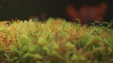 Winzige-Pflanzen,-Flechten-Und-Moos-In-Der-Miniaturwelt-Der-Herbsttundra
