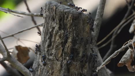 Große-Schwarze-Ameisen-Im-Baum---Auf-Der-Suche-Nach-Nahrung-