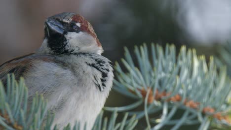 Closeup:-Adorable-male-Sparrow-vocalizes-from-branch-of-spruce-tree