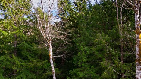 Aufsteigender-Blick-über-Den-Immergrünen-Wald-Mit-Wunderschönen-Bergen-In-Snoqualmie,-Bundesstaat-Washington