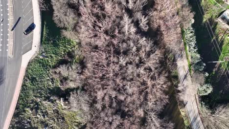 flight-with-a-drone-with-a-top-down-view-of-the-banks-of-the-Adaja-river-as-it-passes-through-Avila,-the-capital,-with-a-road-on-one-side-followed-by-leafless-trees-on-the-other-side,-a-green-area