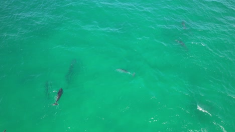 Manada-De-Delfines-Mulares-Nadando-Bajo-El-Mar-En-Nueva-Gales-Del-Sur,-Australia