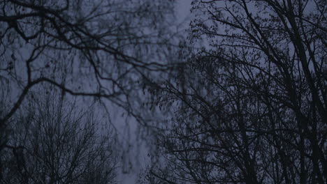 Blattloser-Baum-Im-Dunklen-Abendlicht-Im-Winter,-Silhouette-In-Der-Natur,-Die-Sanft-Im-Wind-Weht