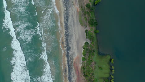 Mangroves-in-a-lakeshore-and-seashore