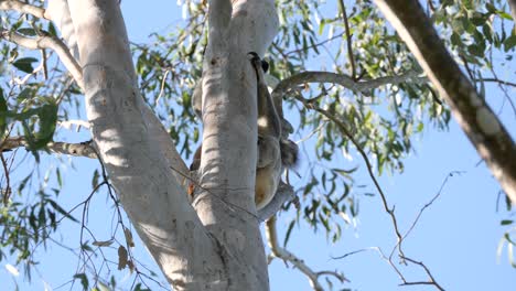 Australischer-Koala-In-Seinem-Natürlichen-Lebensraum,-Der-Sein-Dickes-Fell-Kratzt,-Während-Er-Sich-An-Einem-Eukalyptusbaum-Festklammert