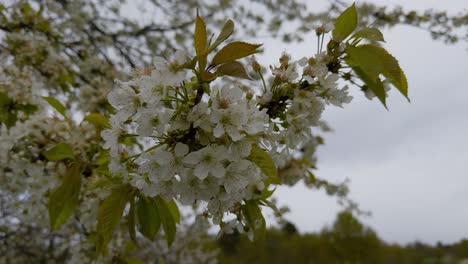 Atemberaubende-Nahaufnahme-Von-Weißen-Apfelbaumblüten-In-Einem-Zweig-In-Galicien,-Spanien