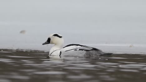 Male-Smew,-a-species-of-duck,-swimming-in-patch-of-water-free-of-ice-in-Norway