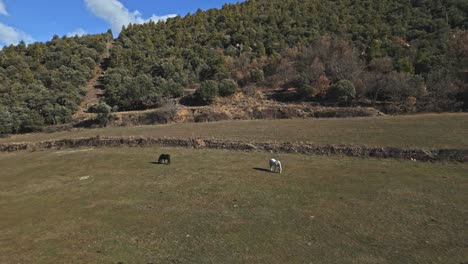 Pferde-Grasen-Und-Fressen-Gras-Auf-Spanischen-Landwirtschaftlichen-Feldern-An-Der-Küste-Der-Hügel,-Drohnen-Luftpanoramablick-In-Der-Morgenskyline,-Blassgrüner-Wald-Mit-Pfad-Zwischen-Bäumen