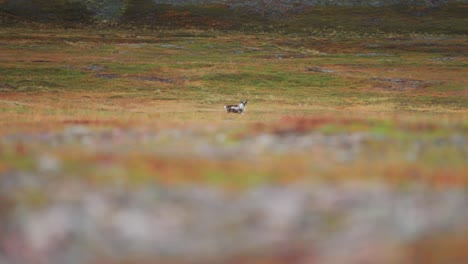A-solitary-reindeer-wanders-through-the-autumnal-tundra-of-Northern-Norway