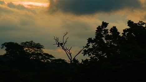 Silhouetten-Der-Tropischen-Waldumgebung-Bei-Sonnenuntergang,-Drongos-Und-Taubenvögel