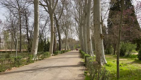 view-of-a-walk-with-large-Platanus-Hispanica-trees-without-leaves-and-visualizing-a-group-of-people-at-the-end-of-the-walk-there-are-also-hedges-on-the-sides-on-a-spring-morning-with-a-blue-sky