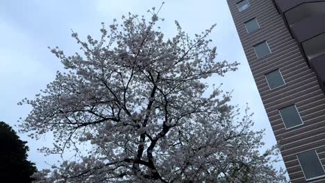 Sakura-cherry-blossomed-tree-flowers-as-seen-from-below-in-a-Japanese-daylight-skyline