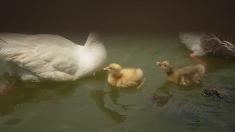 Nahaufnahme-Einer-Entenfamilie-Mit-Kleinen-Küken,-Die-Im-Teich-Schwimmen,-Familienliebe-Und-Bindungen