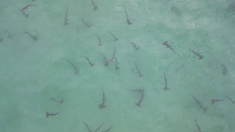Schooling-Hammerhead-sharks-hunting-for-prey-in-the-shallow-ocean-water