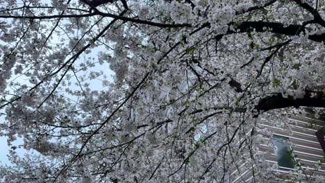 Closeup-branches-of-sakura-blossomed-cherry-trees-in-Japanese-landscape