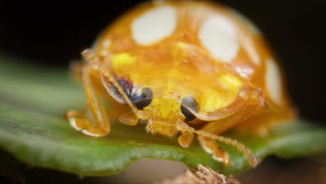 Macro-frontal-view-of-cute-Orange-Ladybird-on-leaf,-moves-antennae-and-walks-off