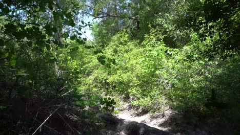 Dies-Ist-Ein-Video-Von-Einem-Sandweg,-Der-Durch-Einen-Wald-Führt,-Mit-Dichtem-Gestrüpp-Und-Bäumen,-Die-Im-Wind-Schwanken