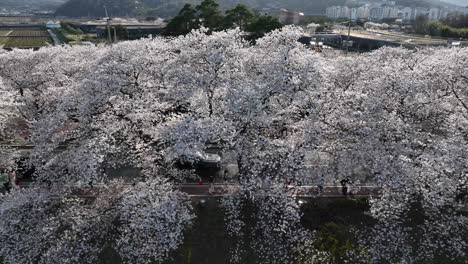 Vista-Aérea-De-Cerezos-En-Flor-Que-Bordean-La-Carretera-En-Gyeongju,-Corea-Del-Sur