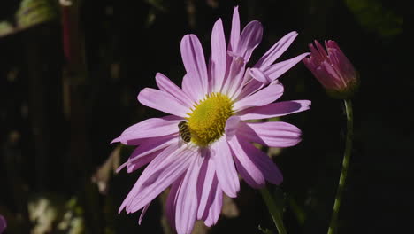 Honigbiene-Kriecht-Auf-Einer-Einzigen-Asteraceae-Blüte,-An-Einem-Sonnigen-Und-Hellen-Tag