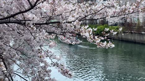 Sakura-tree-branches-over-boat-sailing-ookagawa-ooka-river-yokohama-cherry-blossom-season-with-cityscape-train,-streets-downtown-background