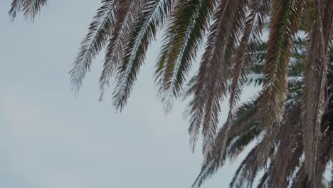 Palm-Fronds-Against-Cloudy-Sky