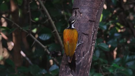Pecking-on-the-bark-near-the-hole-where-there-are-grubs-to-eat,-Common-Flameback-Dinopium-javanense,-Female,-Thailand