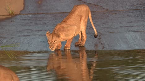 Eine-Löwin-Trinkt-An-Einem-Wasserloch-Und-Ein-Anderer-Löwe-Gesellt-Sich-Zu-Ihr