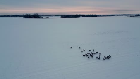 aerial-high-angle-of-herd-of-deer-gathering-together-in-snow-ice-forest-landscape-at-sunset-in-Latvia-europe