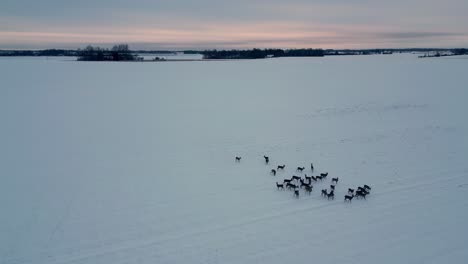 ángulo-Alto-Aéreo-De-Manada-De-Ciervos-Reuniéndose-En-El-Paisaje-De-Bosque-De-Hielo-Nevado-Al-Atardecer-En-Letonia-Europa