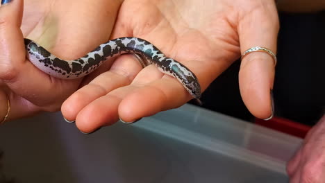 Primer-Plano-De-La-Mano-De-Una-Mujer-Anónima-Sosteniendo-Una-Pequeña-Serpiente